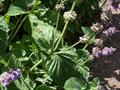 سالویای بنفش